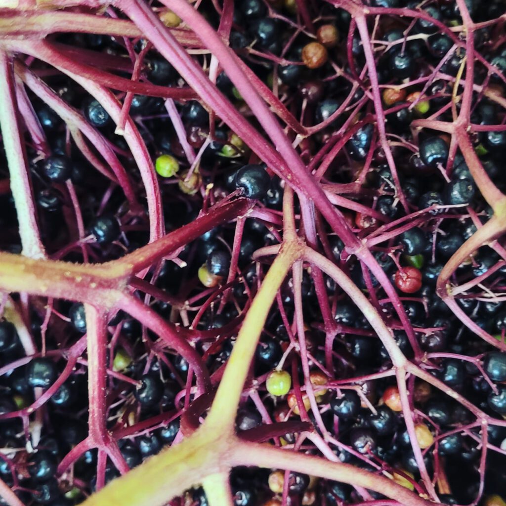 regionale Zutaten, gesund, Holunder